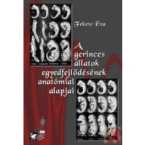 A GERINCES ÁLLATOK EGYEDFEJLŐDÉSÉNEK ANATÓMIAI ALAPJAI